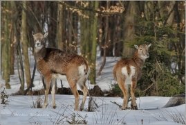 <p>MUFLON (Ovis musimon) Šluknovsko - Harta /Mouflon - Mufflon/ </p>
